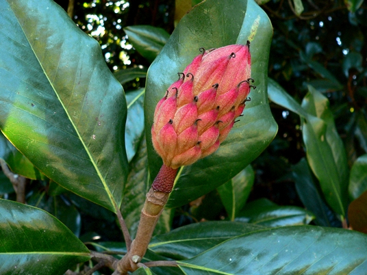 {Magnolia grandiflora}